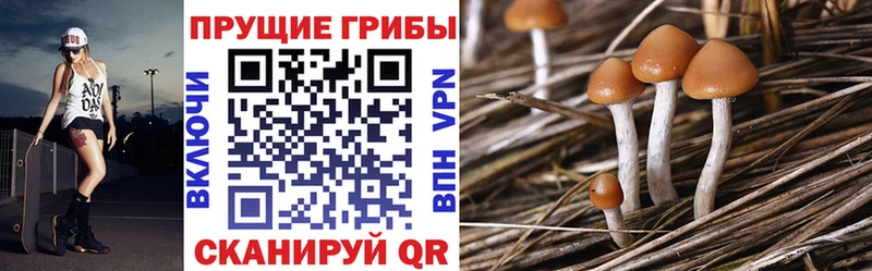 купить   Вельск  мега ССЫЛКА  Галлюциногенные грибы Psilocybe 